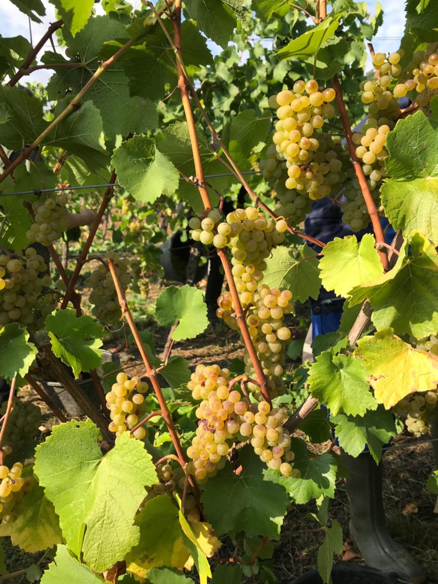 Gaestehaus Und Weingut Bernd Frieden Nittel Kültér fotó